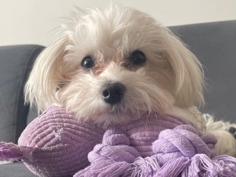 Coco primary photo