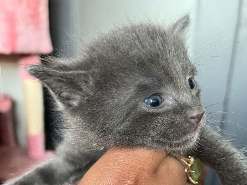 Kitten primary photo
