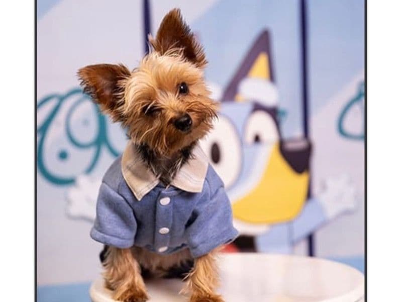 Koji primary photo