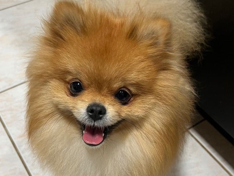 Mochi primary photo