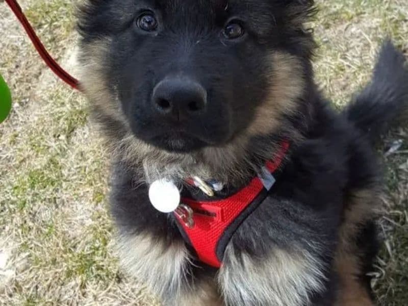 German Shepherd primary photo