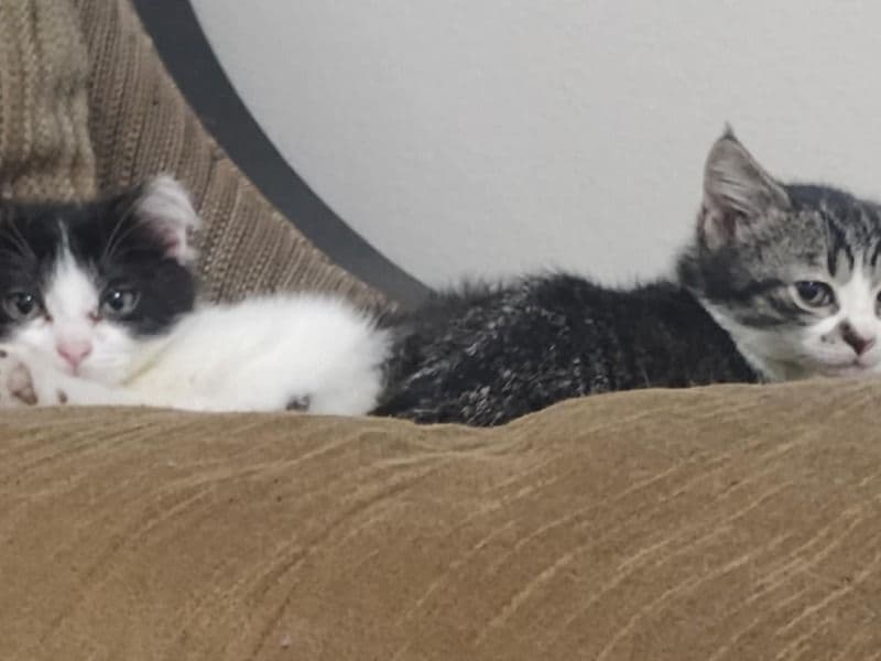 Oreo And Shadow primary photo