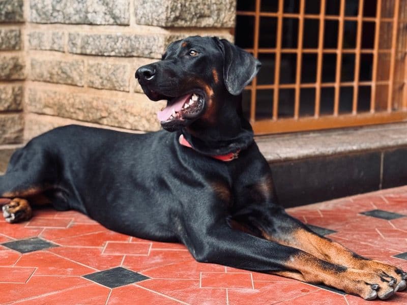 Bruno primary photo
