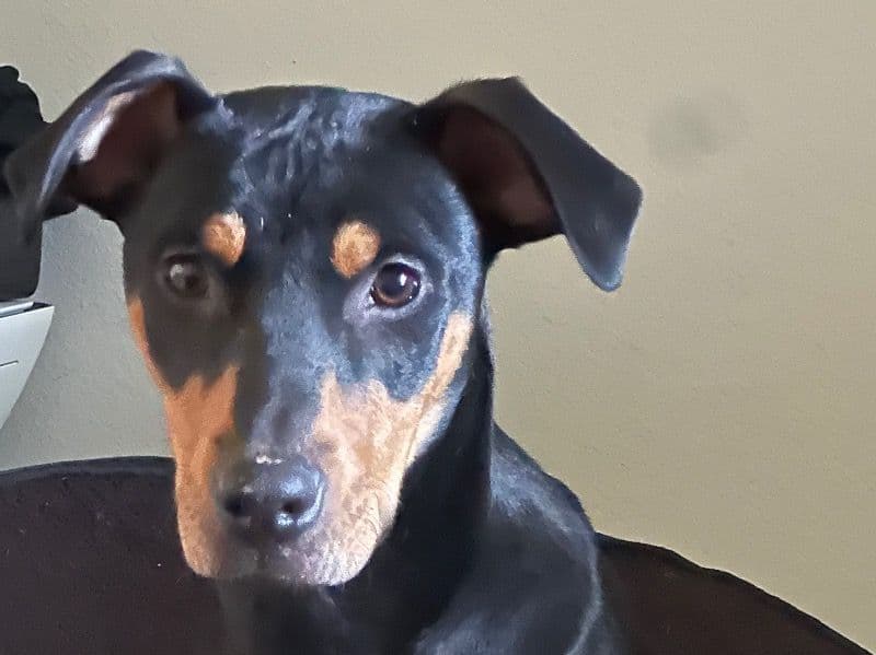 Rocky primary photo