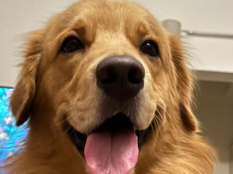 Fido primary photo