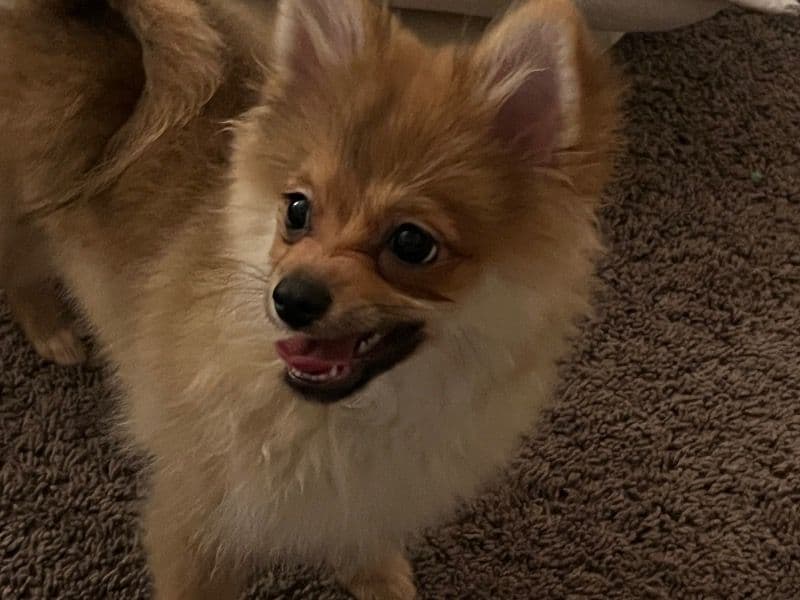Teddy primary photo