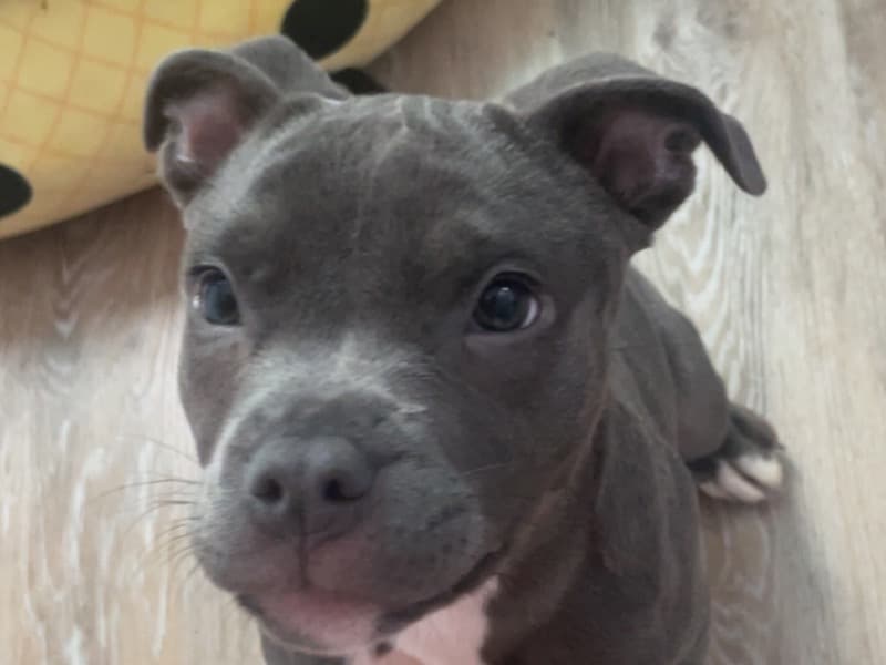 Gracie primary photo