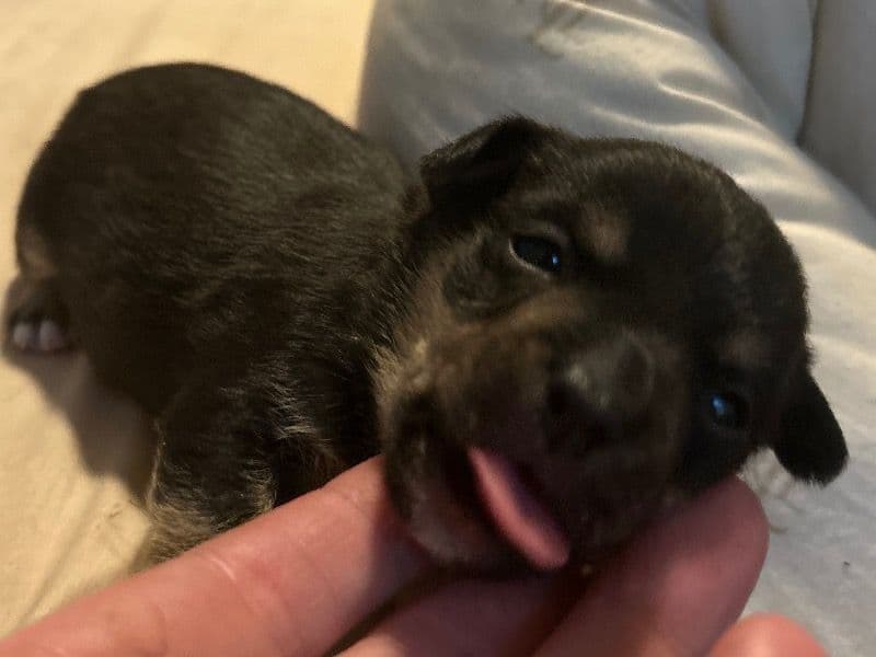 Puppy 3 primary photo