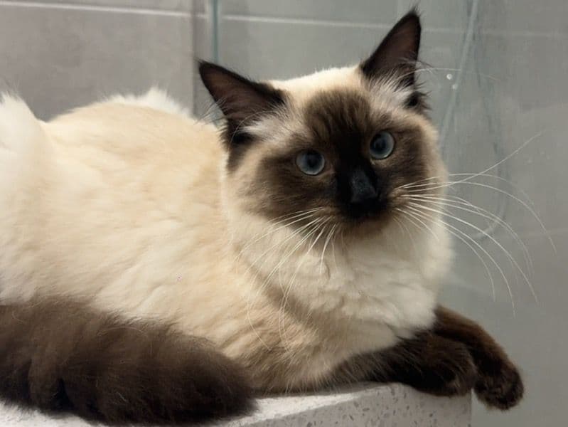 Lychee primary photo