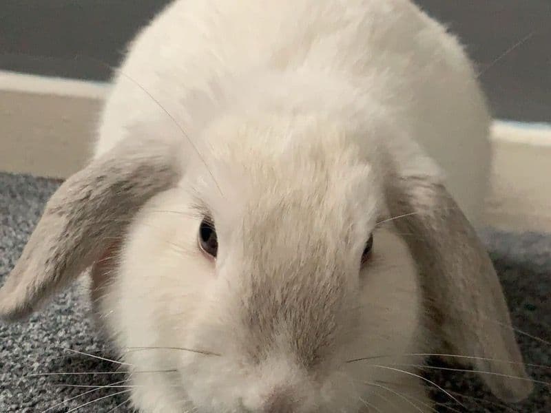 Snowbell primary photo
