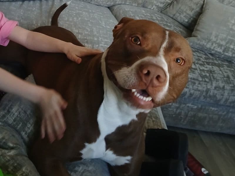 Bruno primary photo