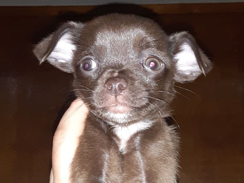 Peanut primary photo