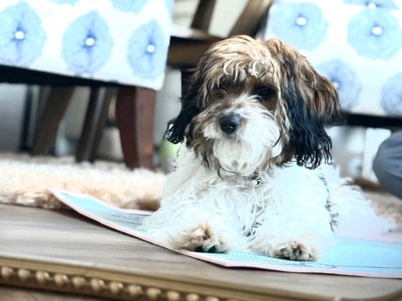 Coco primary photo
