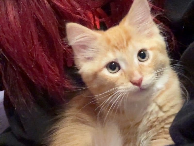Pumpkin primary photo