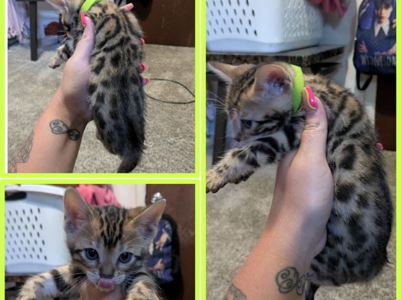 Kittens primary photo