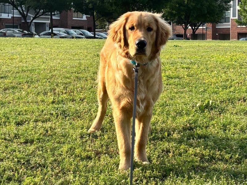 Honey primary photo