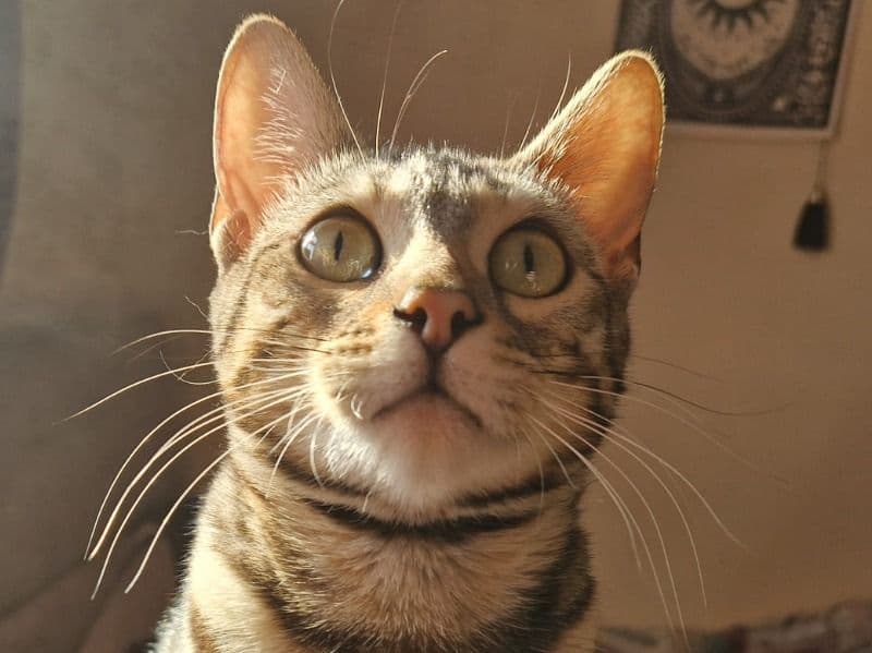 Mitten primary photo