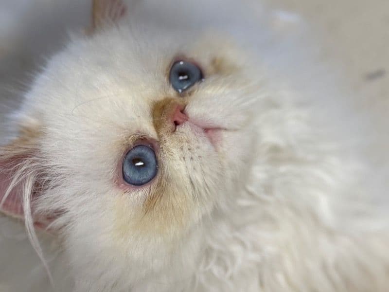 Blue Eye primary photo