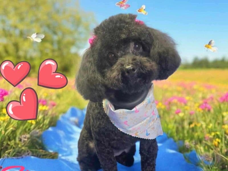 Mimi primary photo