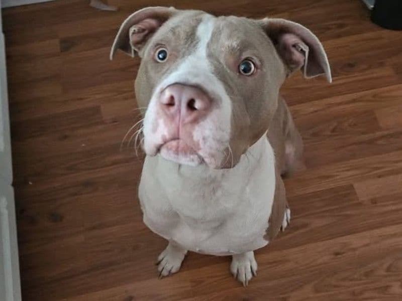 Capone primary photo