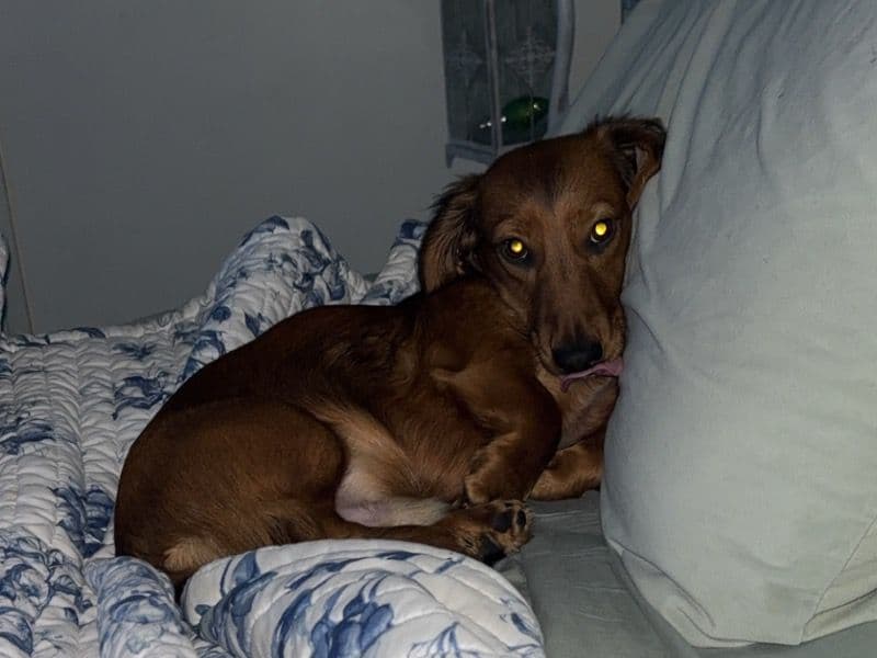 Milo primary photo