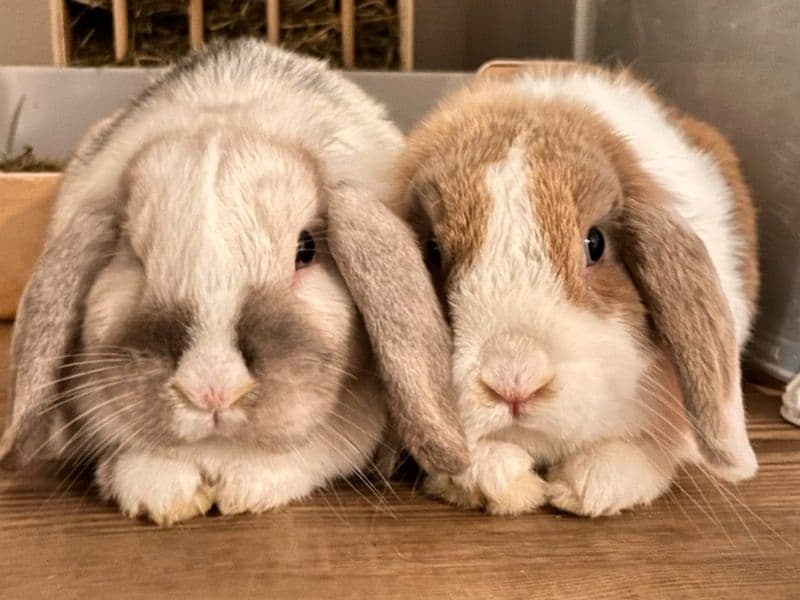 Bentley And Oatmeal primary photo