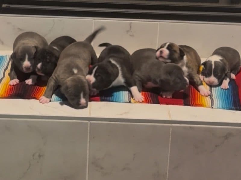 American Staffy Pitbull Pups primary photo