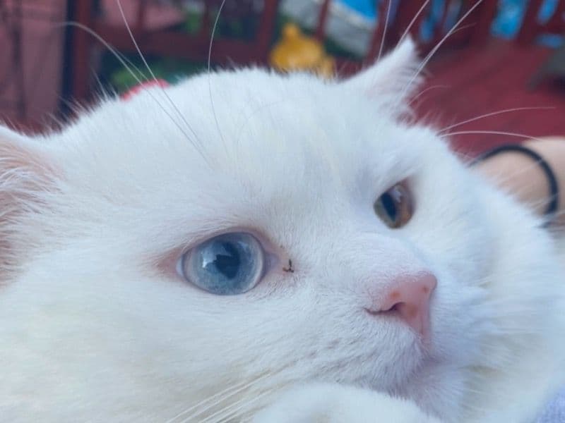 Milo primary photo