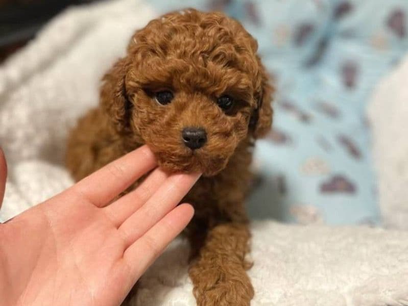 Mini Goldendoodle primary photo