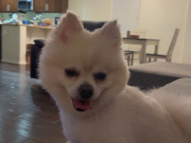 Teddy primary photo