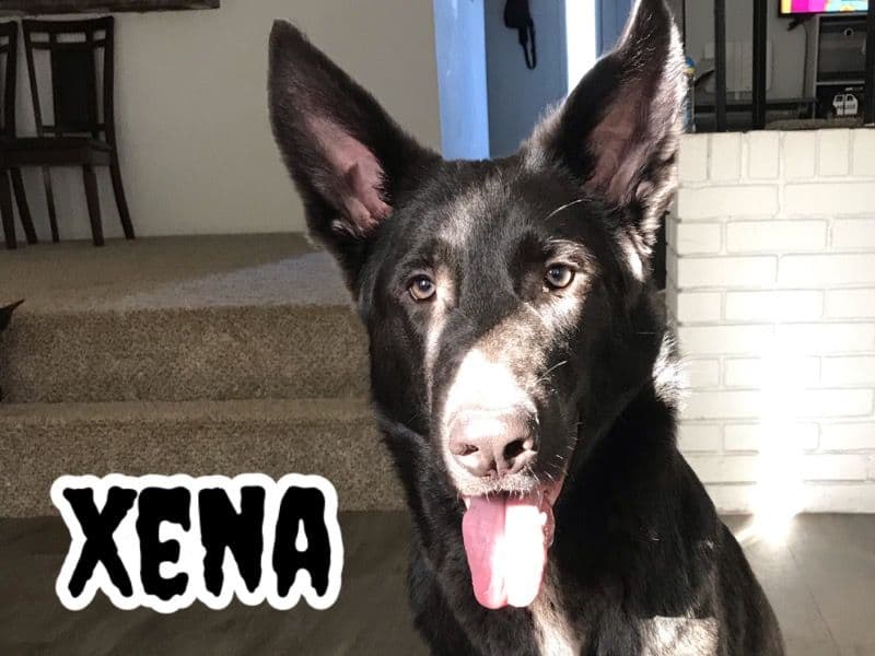 Xena primary photo
