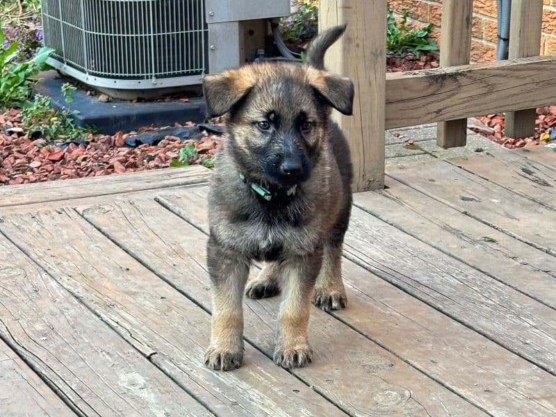 Teal Gsd primary photo