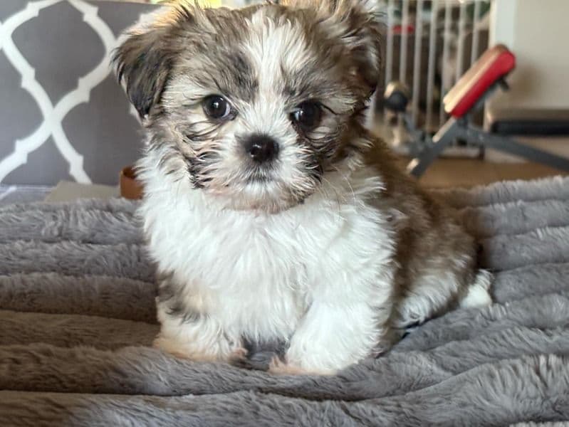 Tiny primary photo