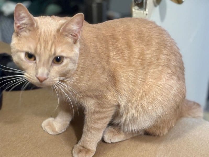 Tigger primary photo