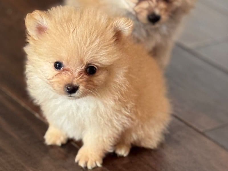 Fluffy primary photo