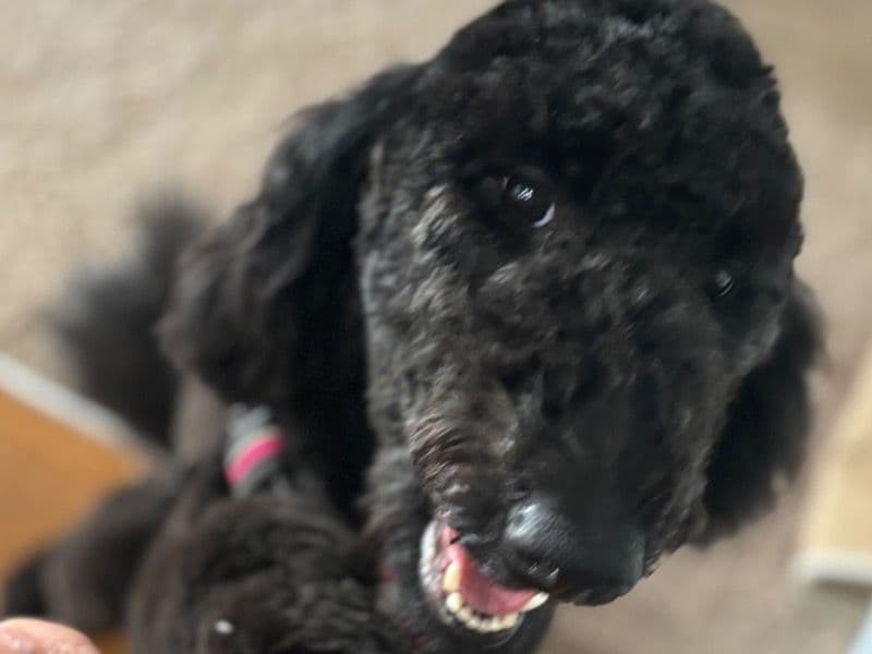 Bella primary photo