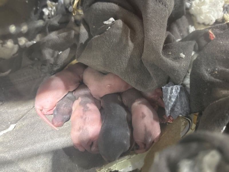 All Unnamed There Is Like 8 Babies primary photo