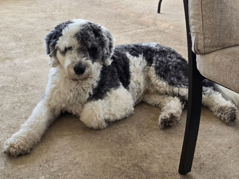 Oreo primary photo