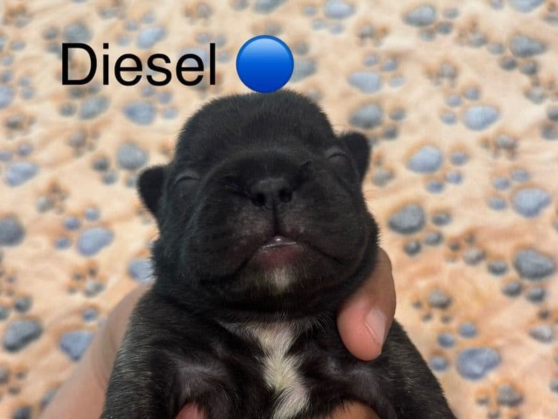 Diesel primary photo