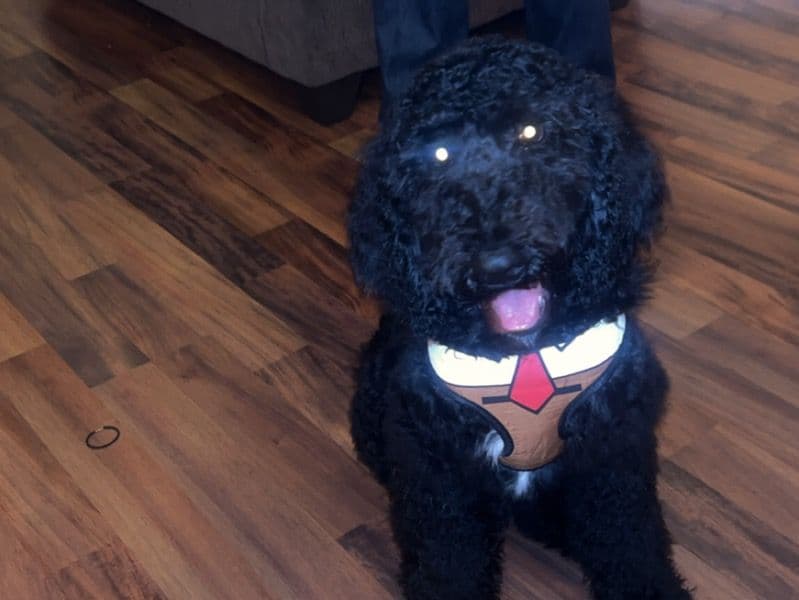 Oreo primary photo