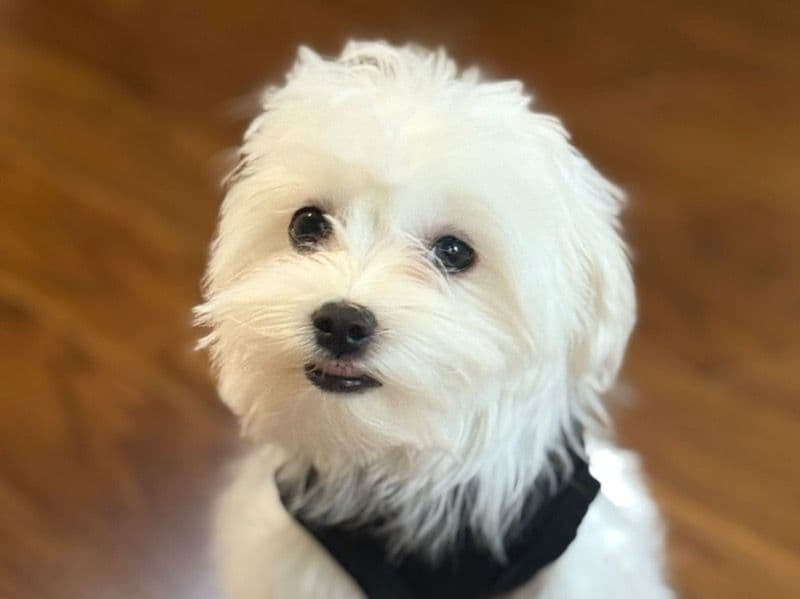 Tuffy primary photo