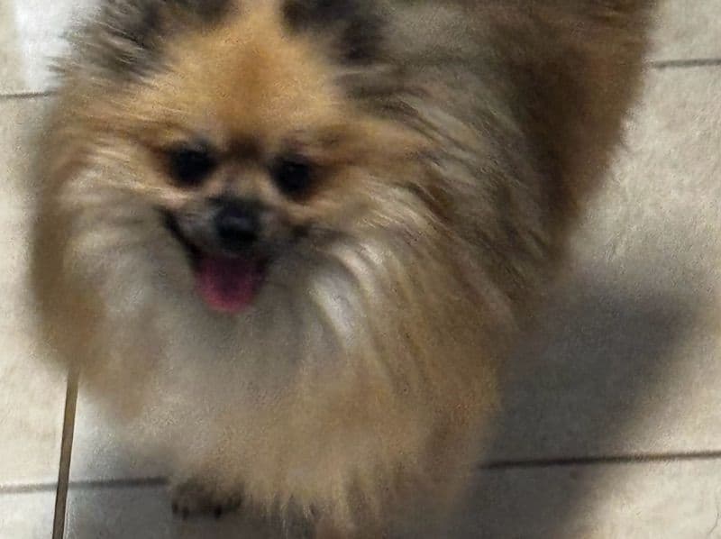Loki primary photo