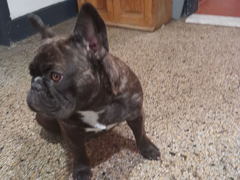 Olive primary photo