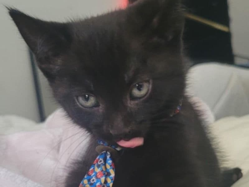 Milo primary photo