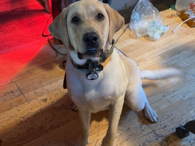 Bodhi primary photo