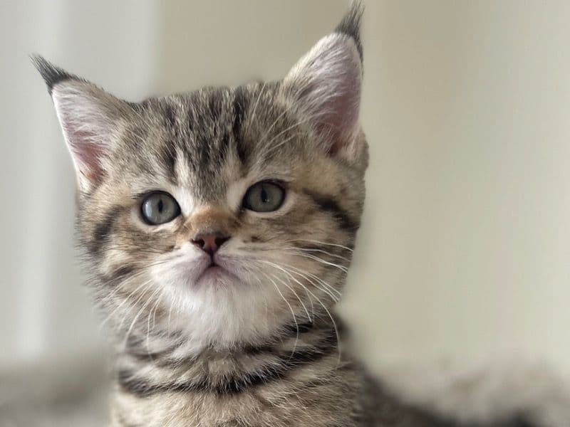 Luna primary photo