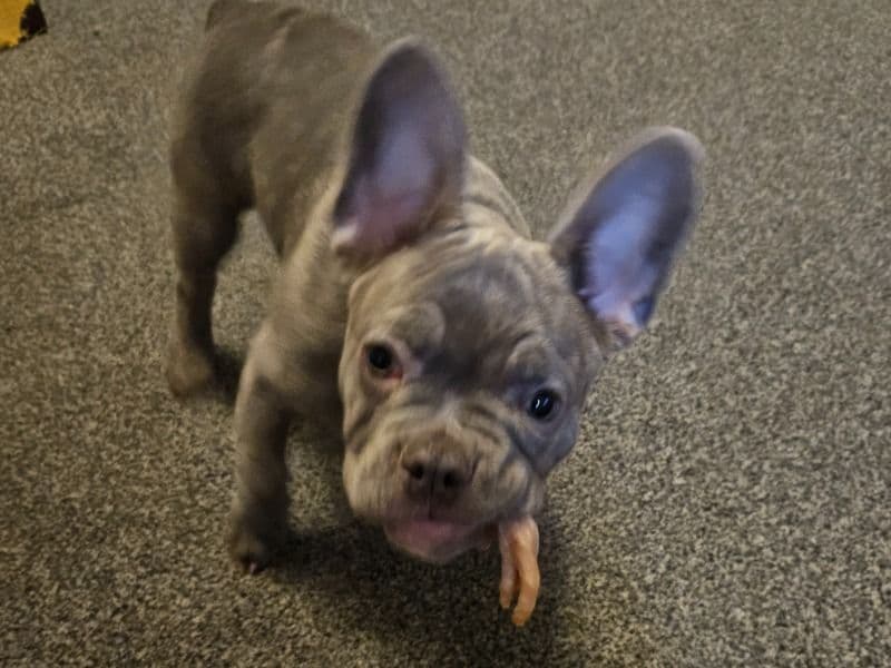 Winston primary photo