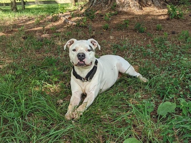 Tater Tot primary photo