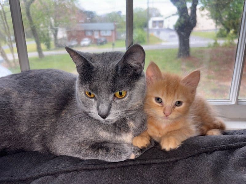 Fluffy primary photo