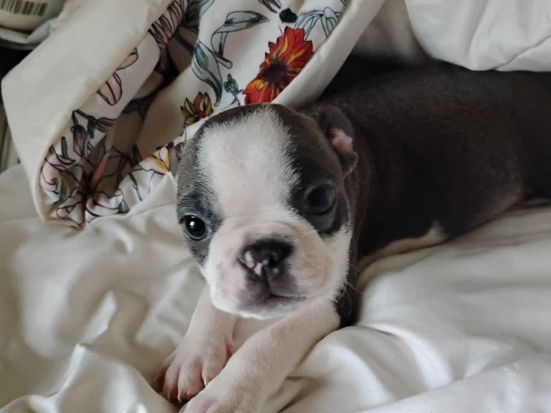 Little Blu primary photo